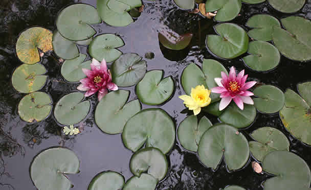 Lotus at Retreat Center